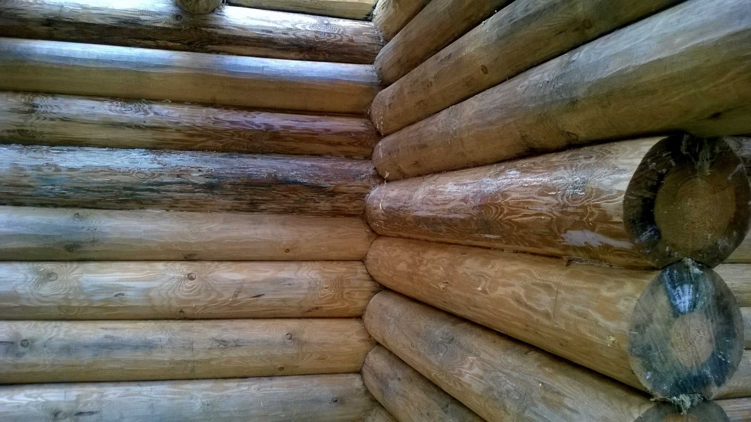синева на срубе